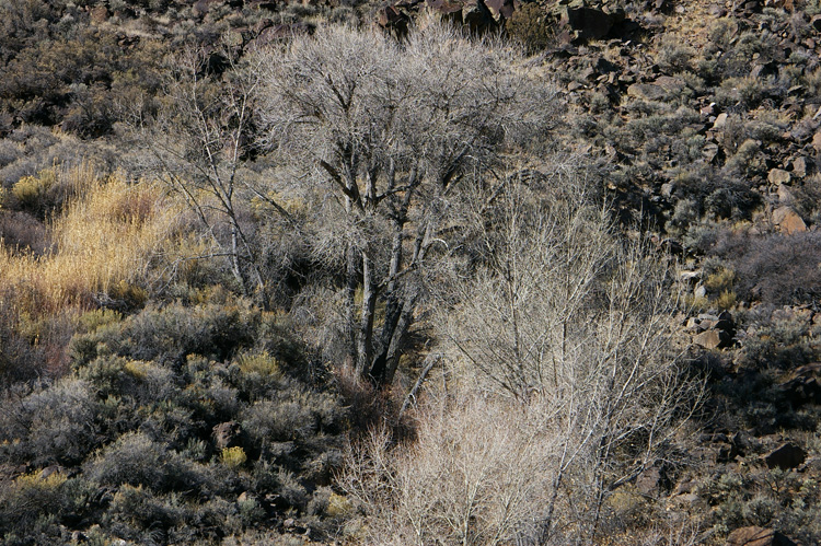 Trees growing on the side of a cliff by the Rio Grande River
