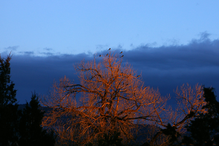 Magpies getting ready to fly up to the canyons and roost.