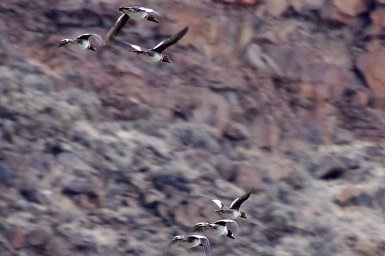 Buffleheads (or something) flying up the canyon of the Rio Grande