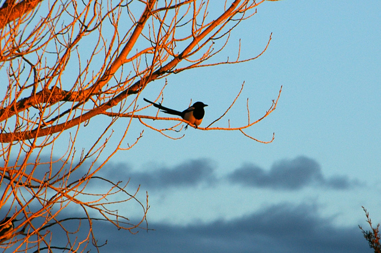 This magpie seems to have a broken leg!