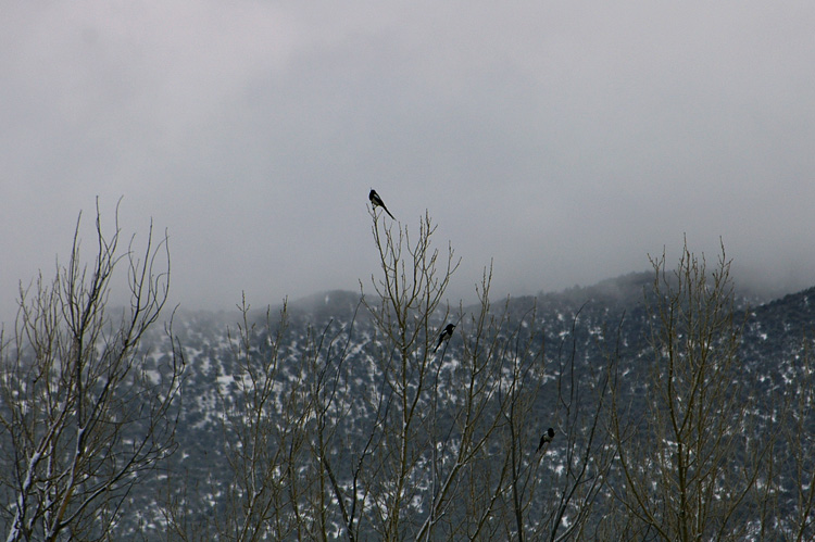 Magpies waiting for another snow squall in Taos, New Mexico