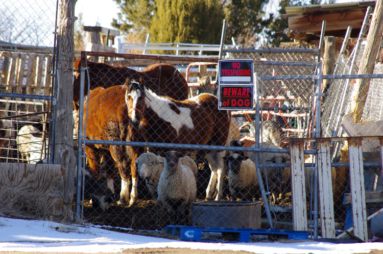 bizarre local zoo of sorts