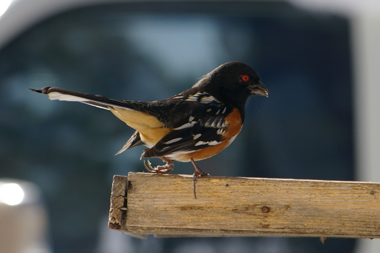 Rufous-sided towhee at a feeder in Taos, New Mexico.