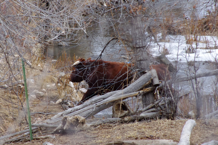 Horned beast crosses the Rio Grande del Rancho