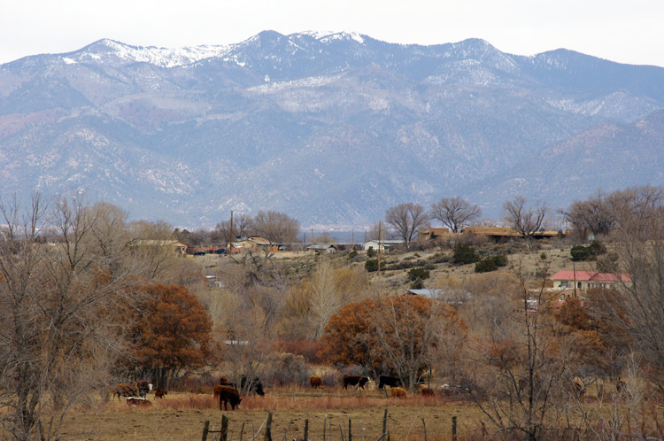 Cattle and mountains as seen from the valley of the Rio Grande del Rancho