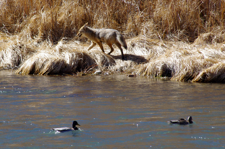 coyote and ducks on the Rio Grande