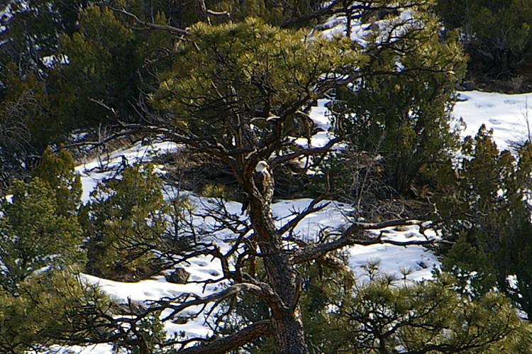bald eagle on the Rio Grande