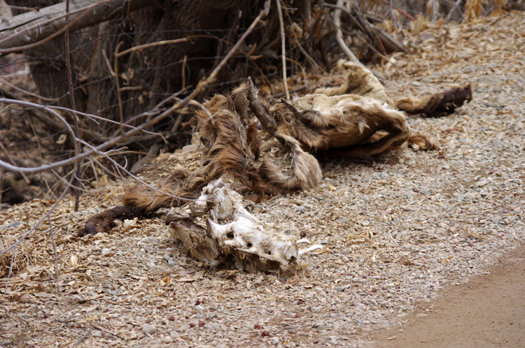 Unidentified carcass in Llano Quemado