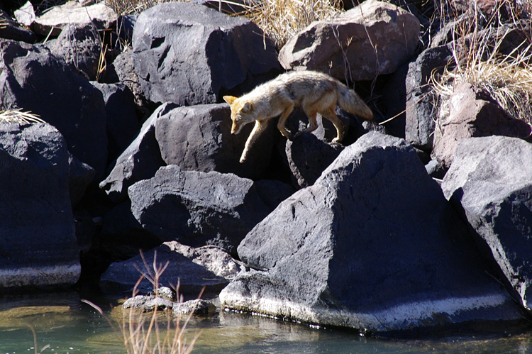 coyote on the Rio Grande