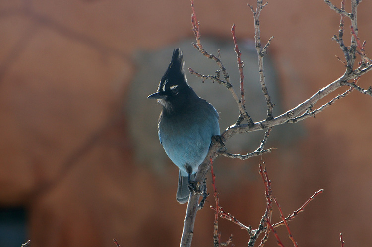A Stellar's Jay in Taos, New Mexico