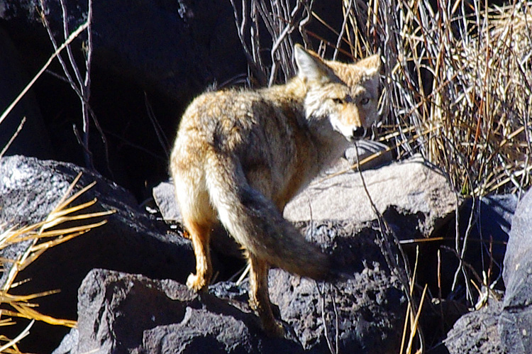 Coyote on the Rio Grande