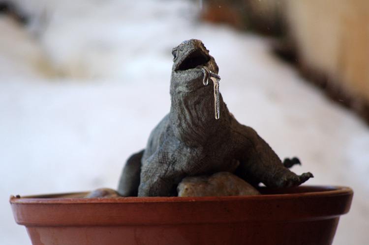 Plastic iguana frozen as if in death