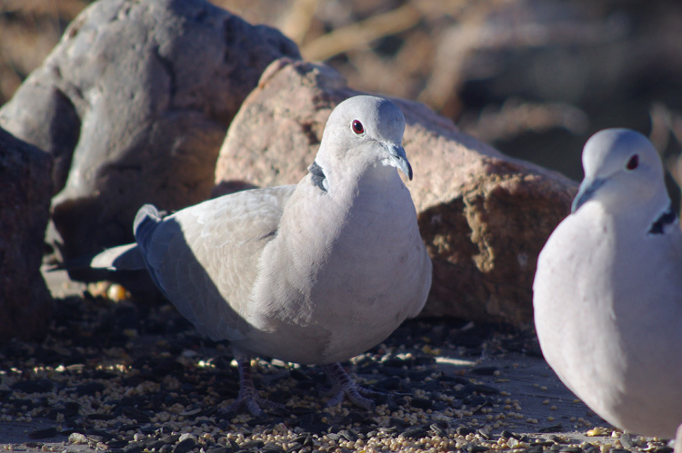 Eurasian collared doves