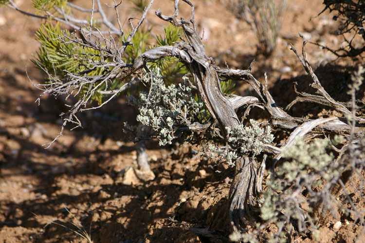 bonsai-like sagebrush