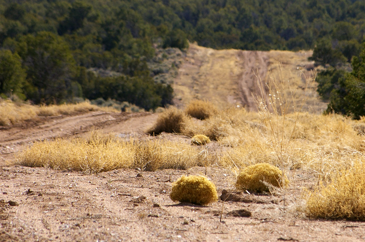 bonsai-like sagebrush