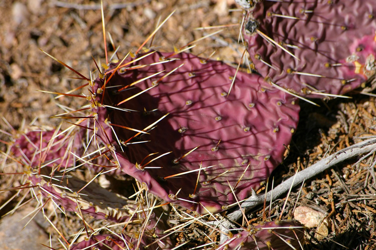 purple cactus
