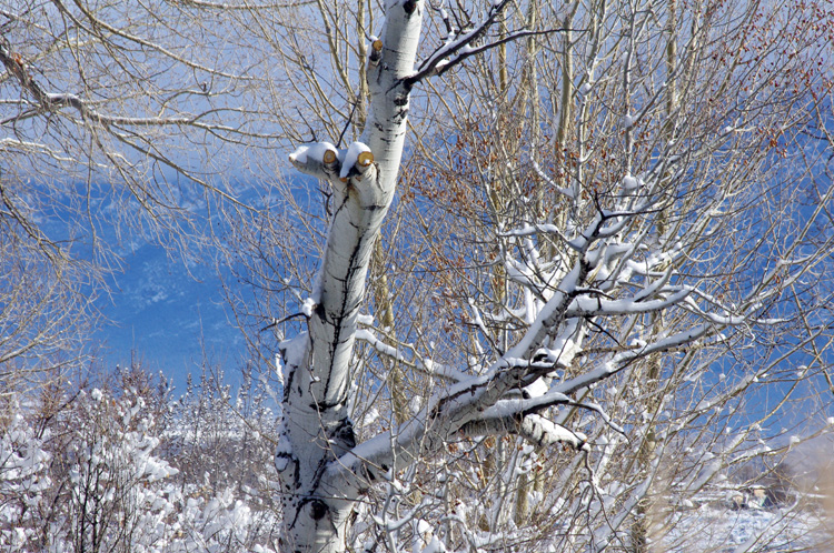 Llano Quemado backyard on the day before spring, another view...