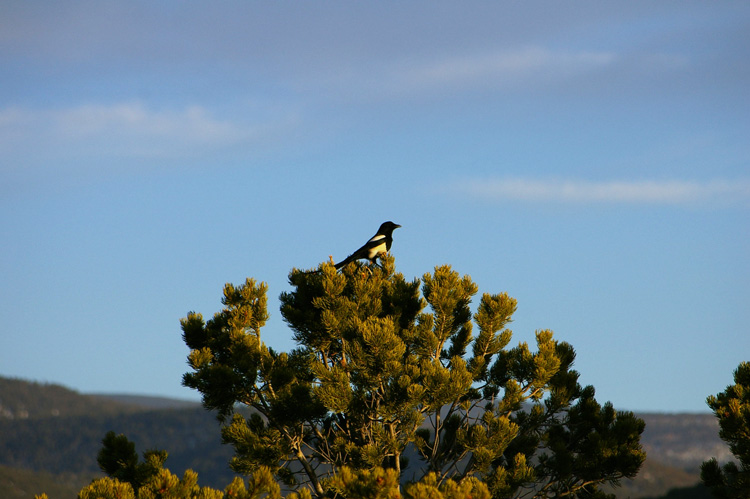 magpie in a piñon tree at sunset