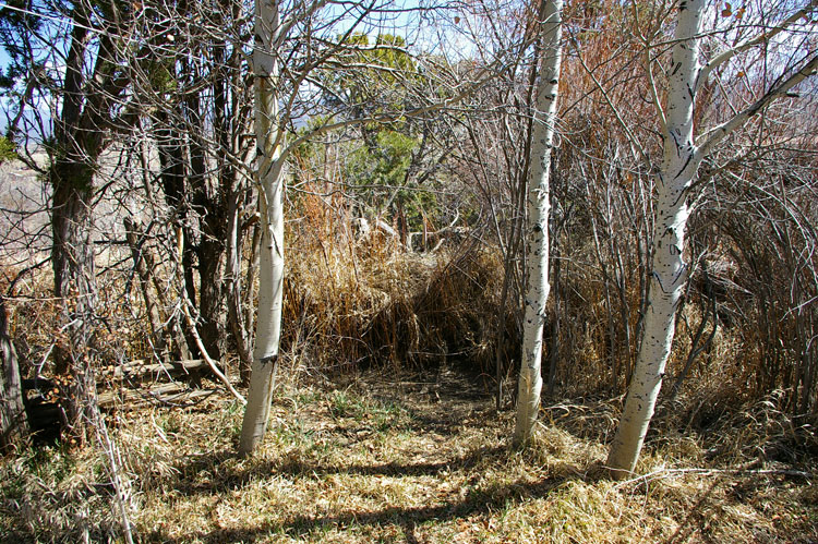 down by the acequia