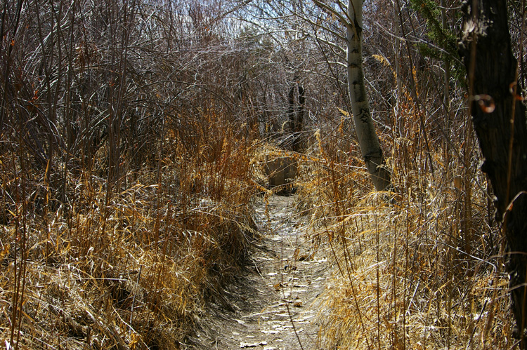 down by the acequia