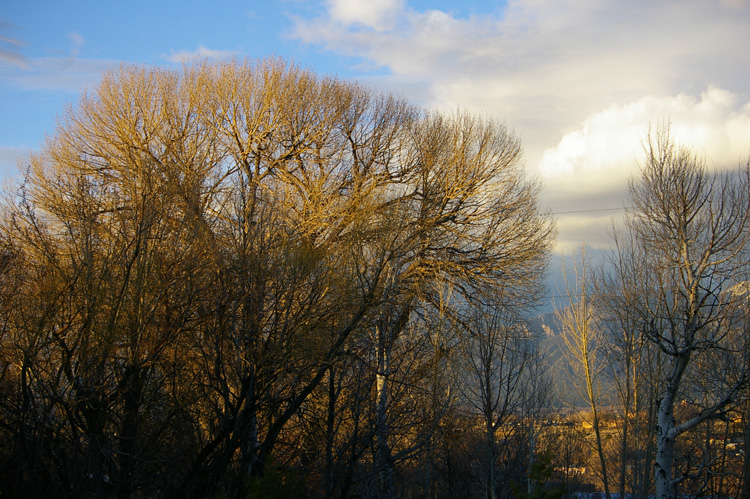 windy cottonwood with mountains