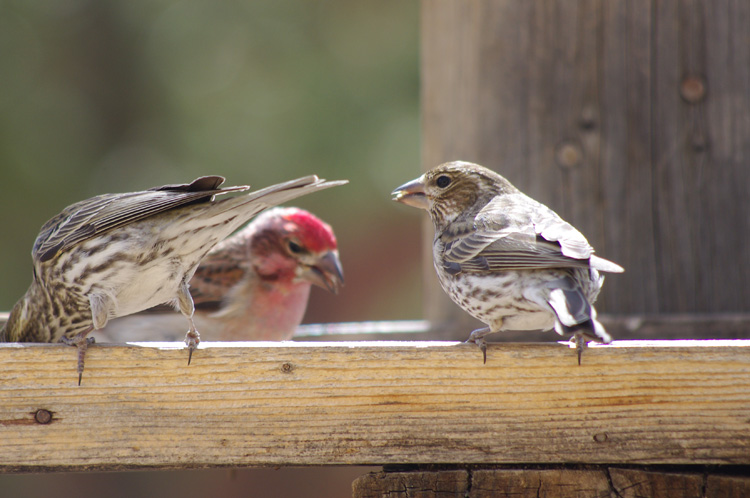 Finches in Taos, New Mexico