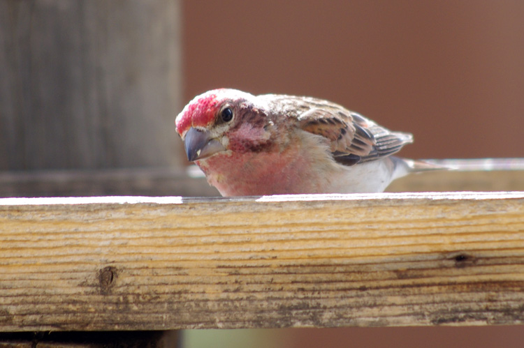 Do whatever this finch wants!