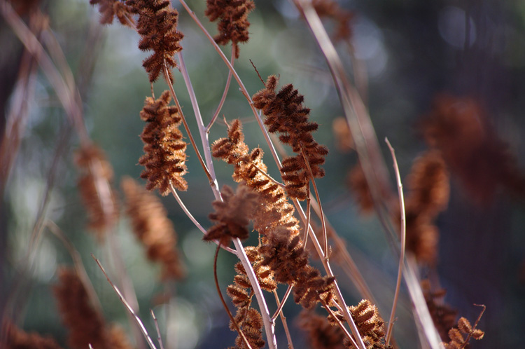 Cockle burrs down by the acequia in Taos, NM