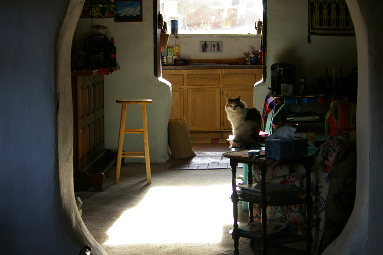 adobe interior with cat