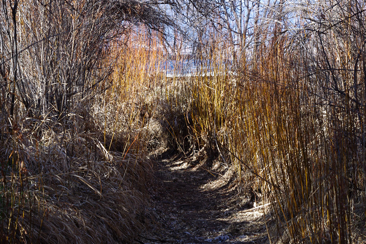 Acequia with willow shoots