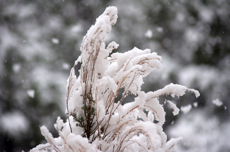 spring snow on the sagebrush in Taos, New Mexico