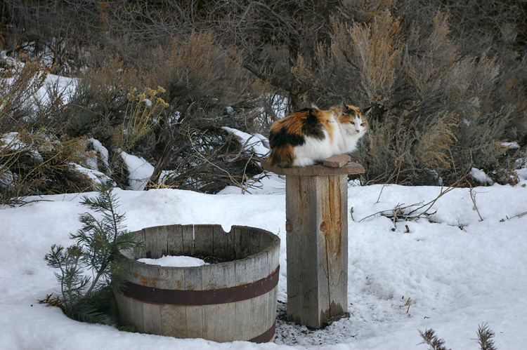 Callie the New Mexico Wonder Cat sits on a bird feeder.