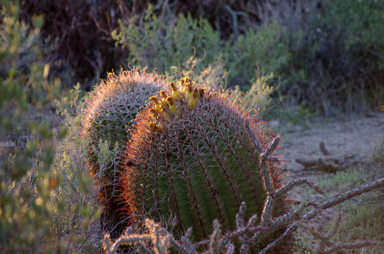 Arizona cactus