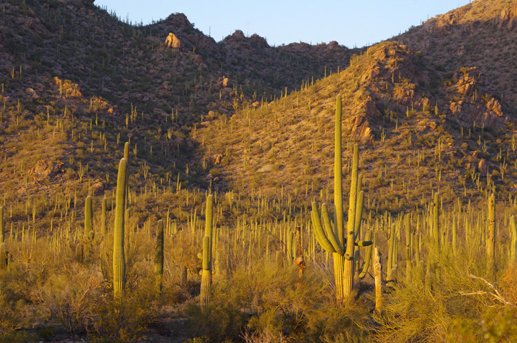 saguaros outside Tucson