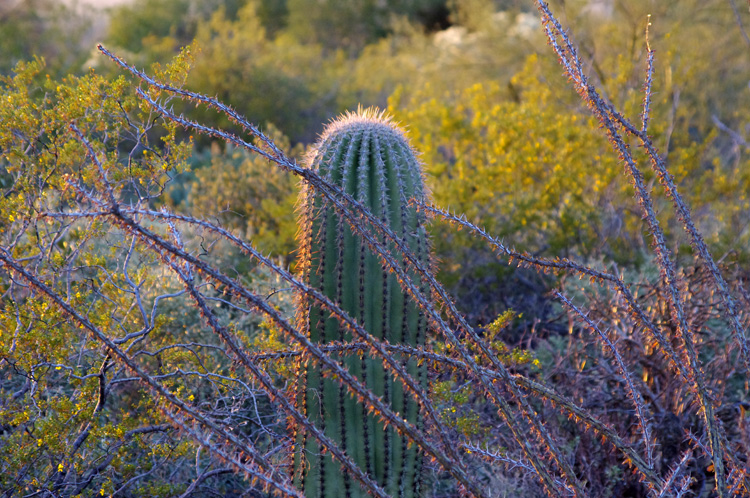 Saguaro and ocotillo near Tucson, AZ