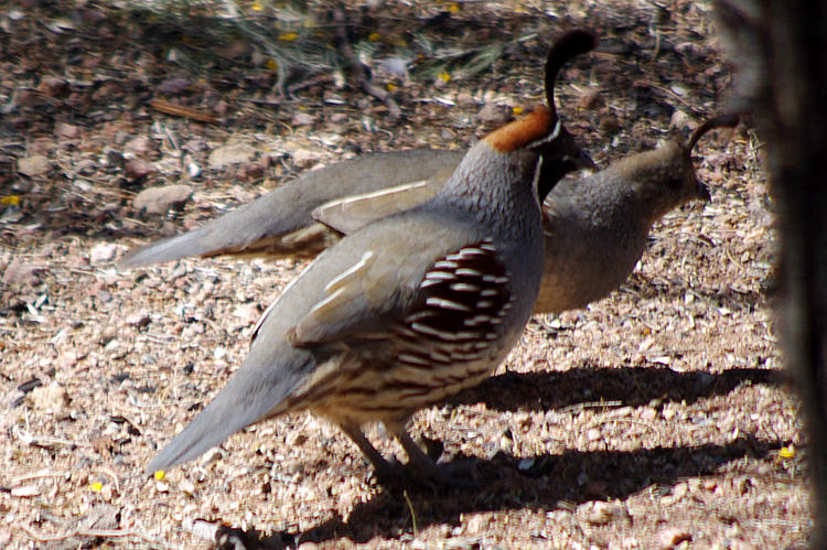 Gambel's quail in Tucson, Arizona