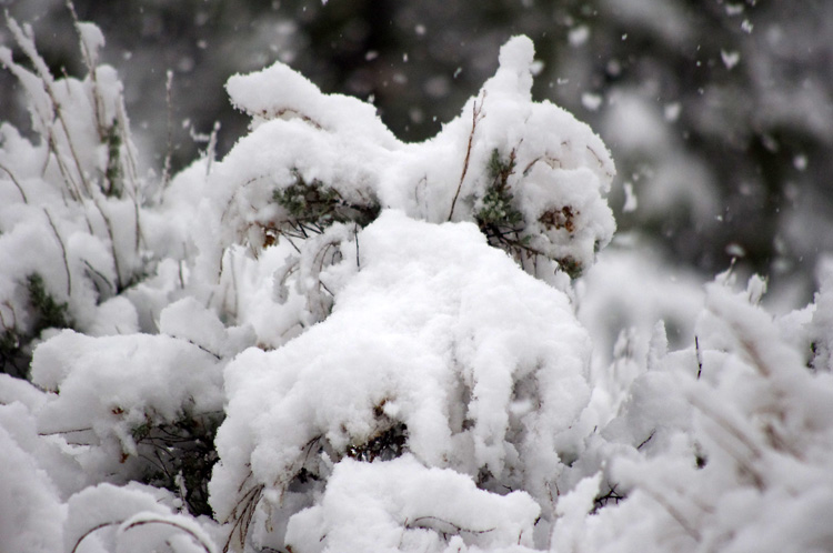 more snow on the sagebrush in Taos, NM