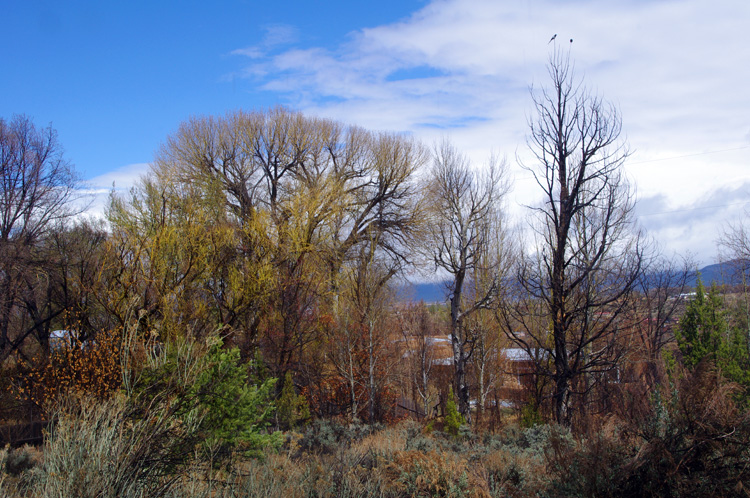 Early spring backyard in Llano Quemado