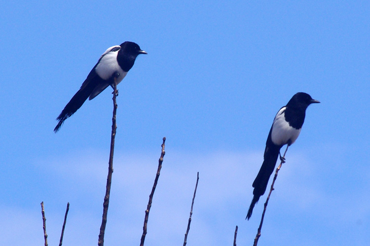 Magpies getting ready to fly up to the canyons and roost.