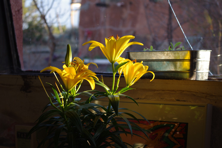 Kitchen still life from Taos, NM