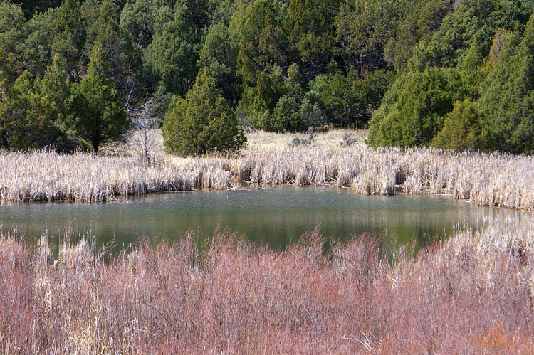 A beaver pond on the Rio Grande del Rancho