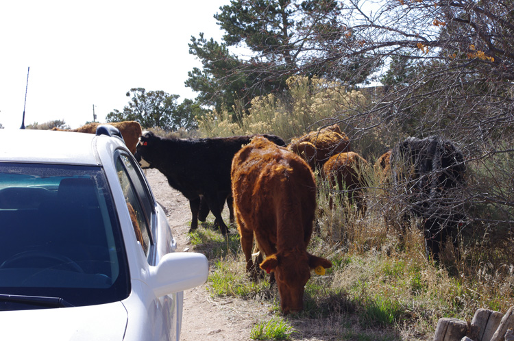 Errant cows in the driveway in Taos, New Mexico