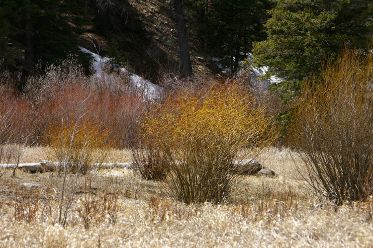 Color in a mountain meadow, before the grass turns green