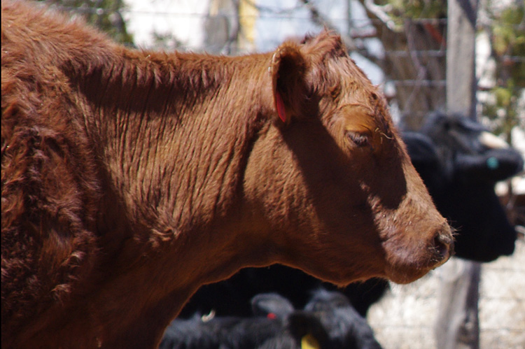 red cow in Taos, NM