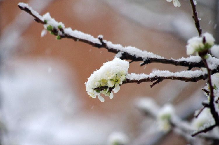 plum blossoms in the snow in Taos, NM