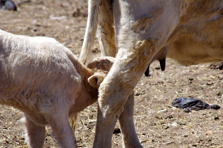 Scene at the neighborhood corral in Llano Quemado