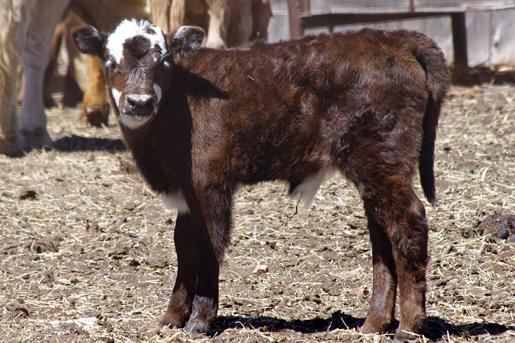 portrait of a calf