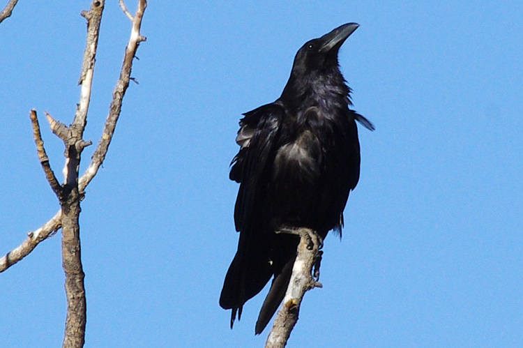 raven in Taos, NM