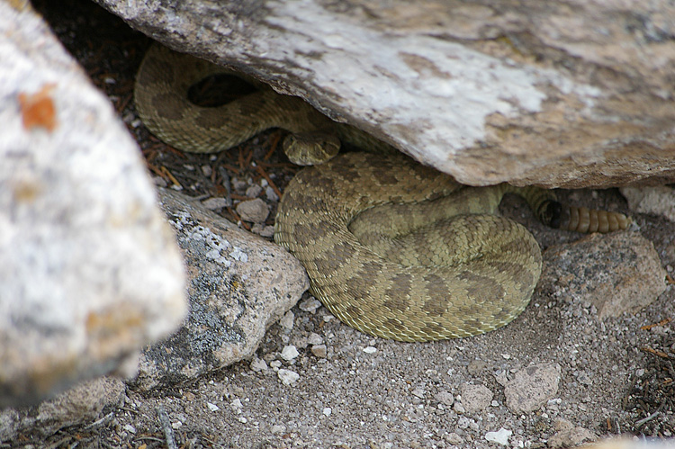 Rattlesnake found at Tsankawi near White Rock, New Mexico