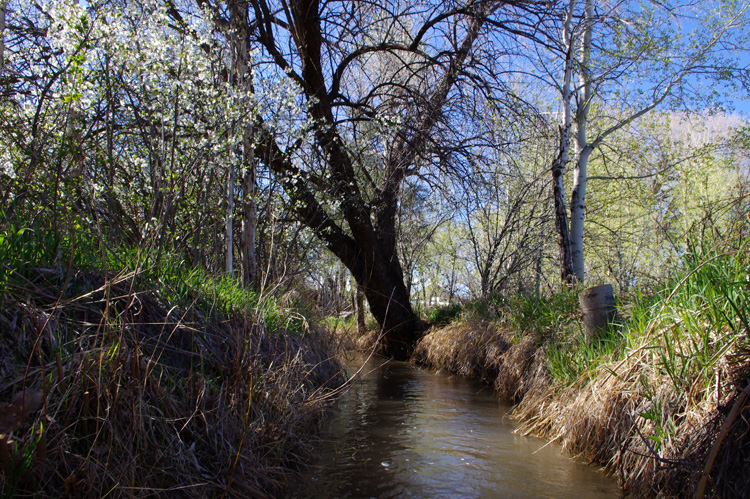 spring acequia in Taos, NM